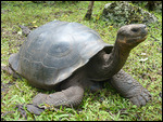 Giant tortoise, Floreana