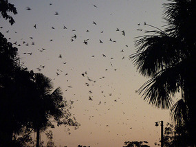 Sunset screeching...
