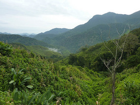 Jungle