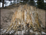 A red wood tree that was petrified