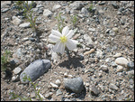 Wild Flowers