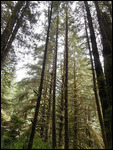 Looking up at more of  the Redwoods