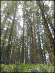 Looking up at  some of the gigantic redwoods