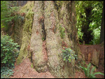 Redwood Giants - some of the trunks 