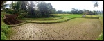 Panorama of rice fields